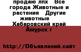 продаю лпх - Все города Животные и растения » Другие животные   . Хабаровский край,Амурск г.